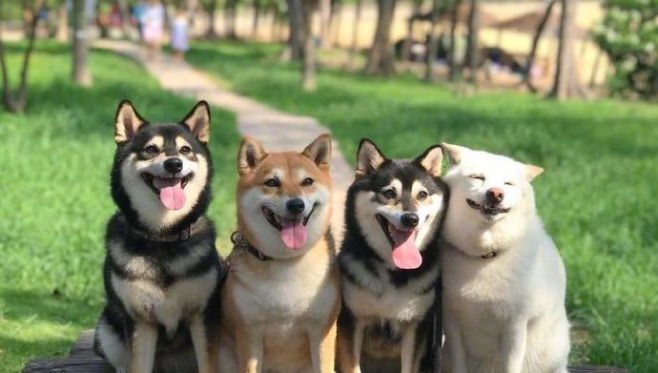 燃！遛狗都能遛个世界级的湾